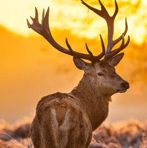 Meet your Posher, Everett